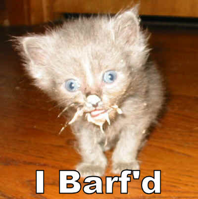 barf-cat.jpg
